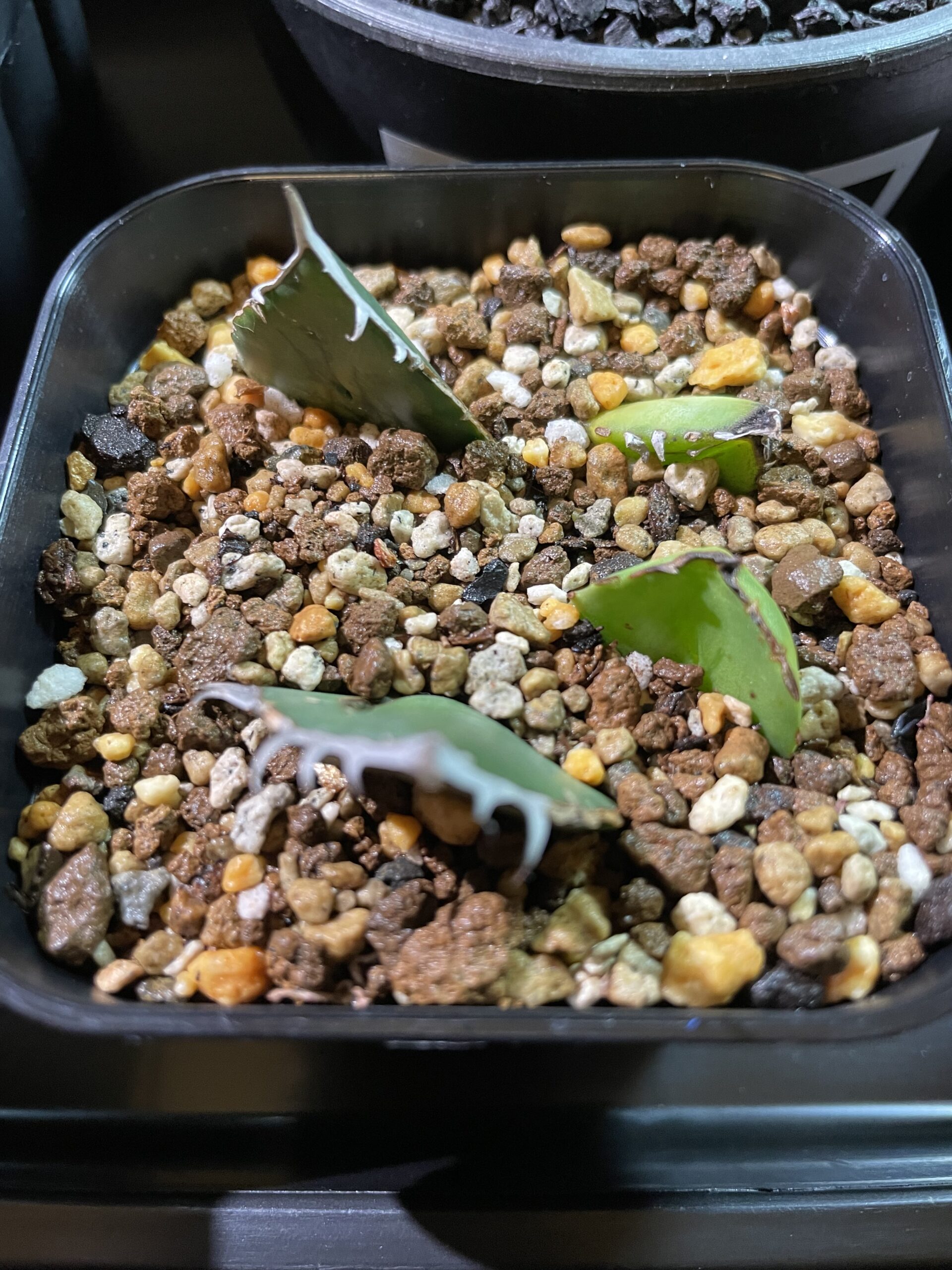 アガベは葉挿し出来る？検証する事にした ”準備編” |