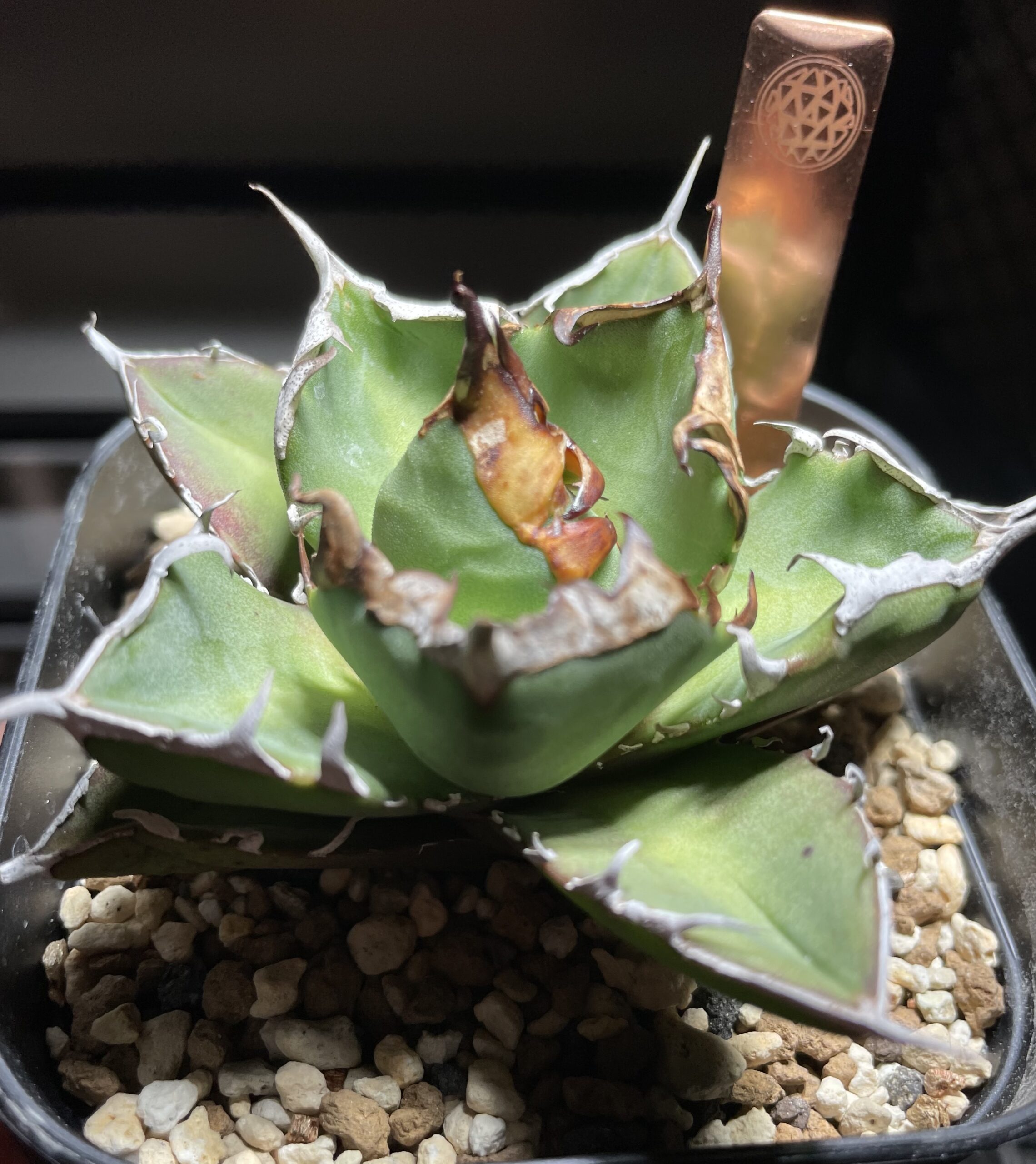 アガベ育成 基本的には屋外管理。もしくはこのLEDを使うべき。 |