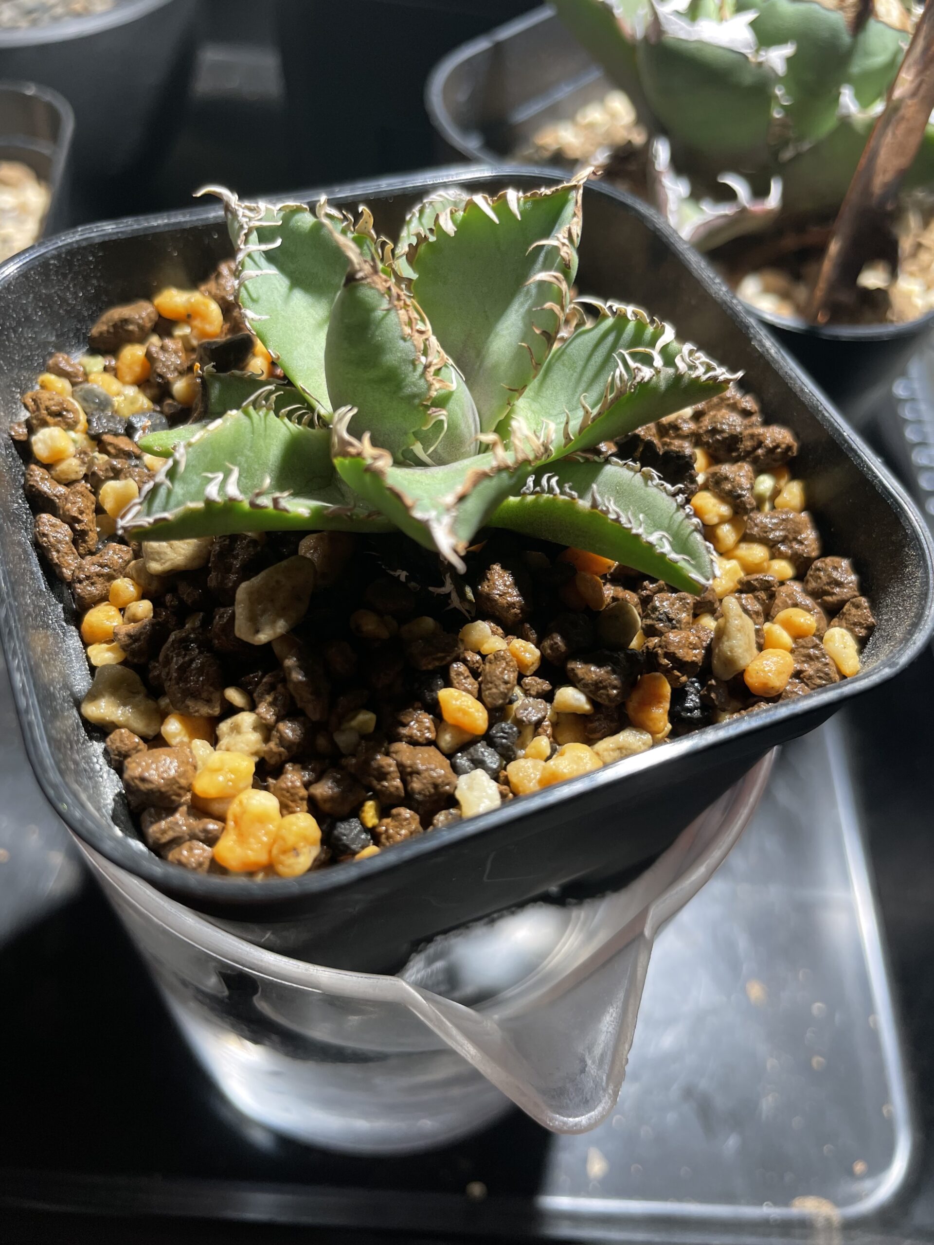 輸入アガベ【ベアルート】水耕じゃなくても成功する発根管理のやり方 |