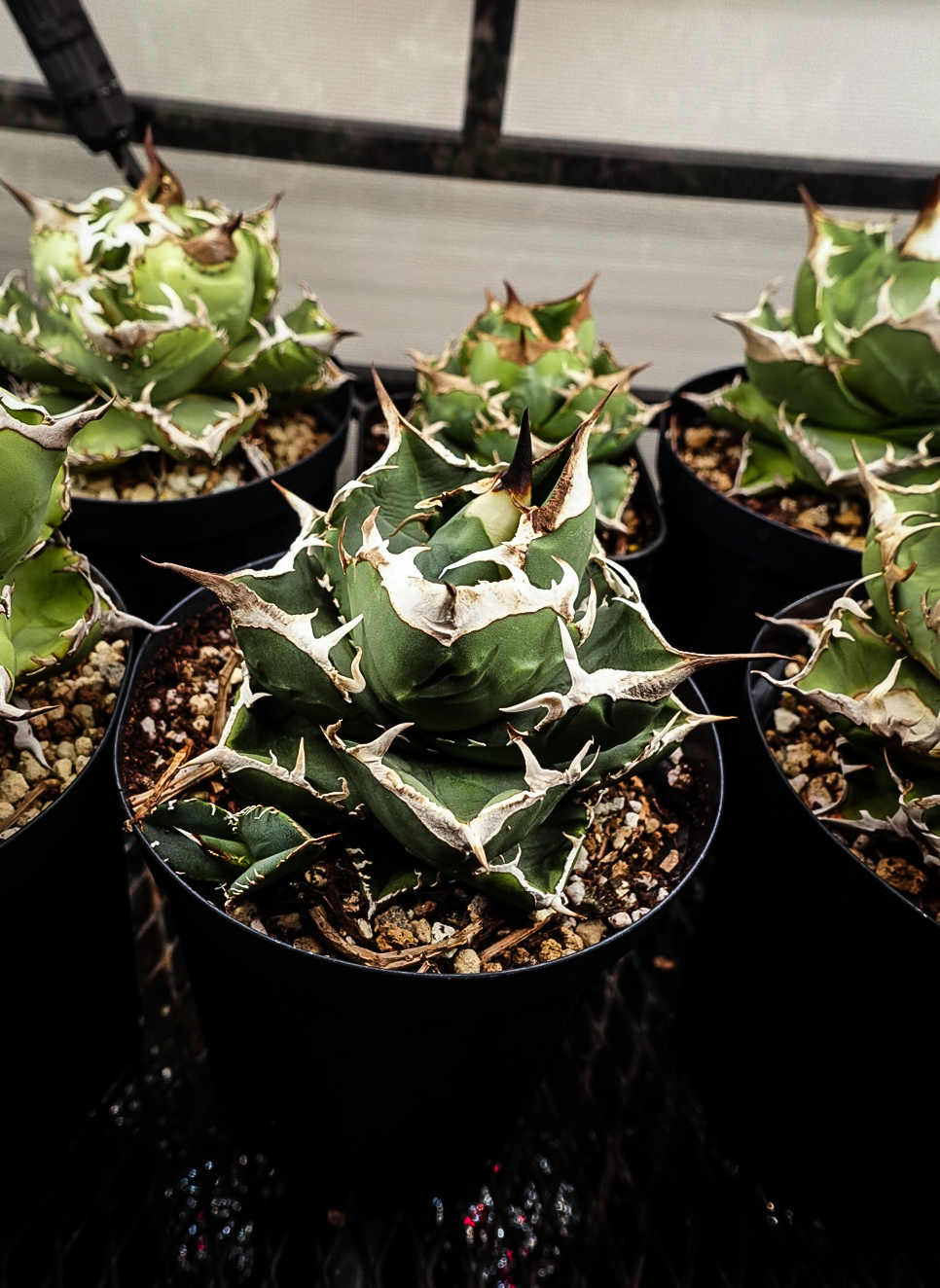 吊り下げ照明 アガベ Agave 【公式通販】